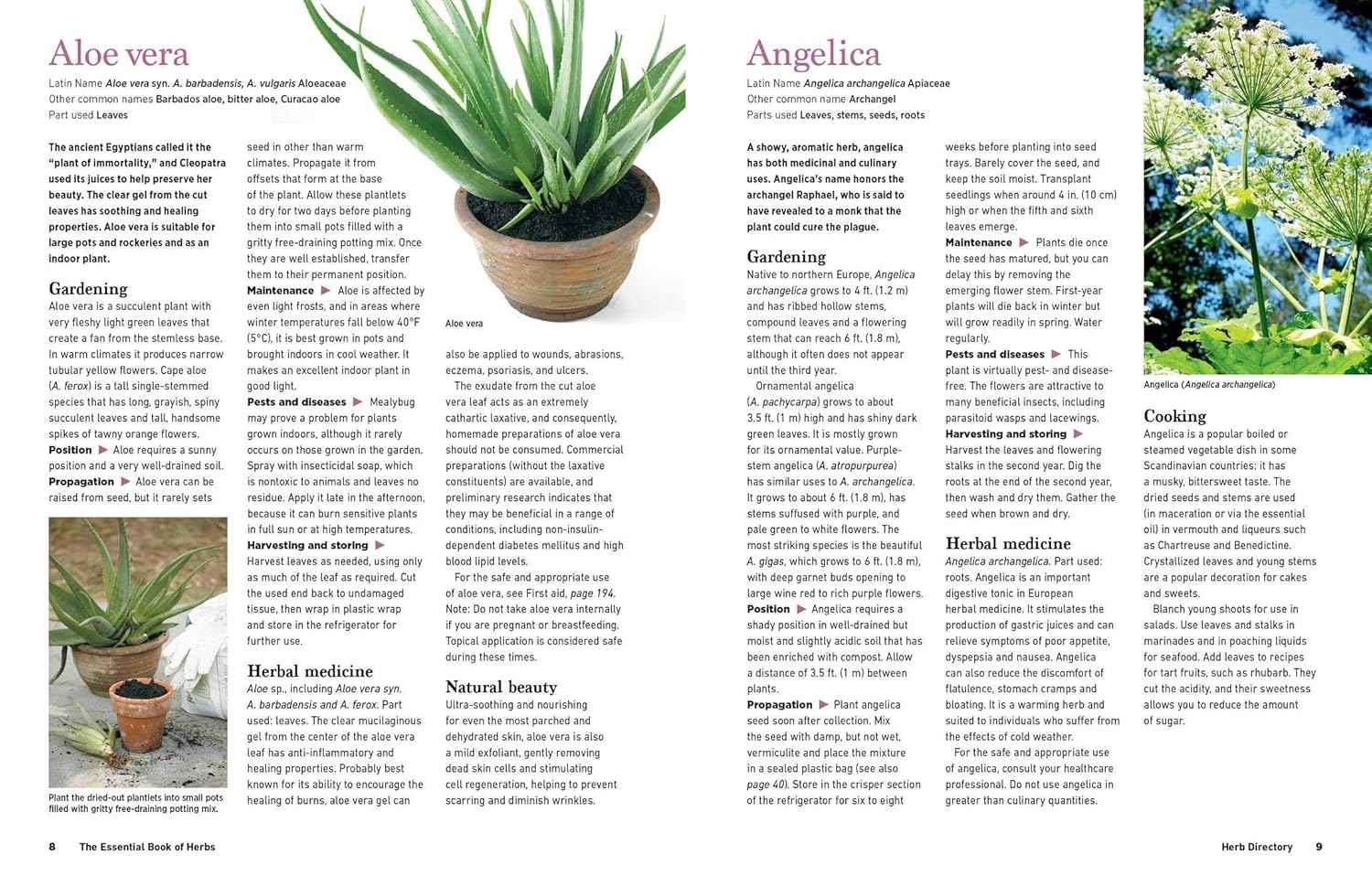 Reader's Digest The Essential Book of Herbs