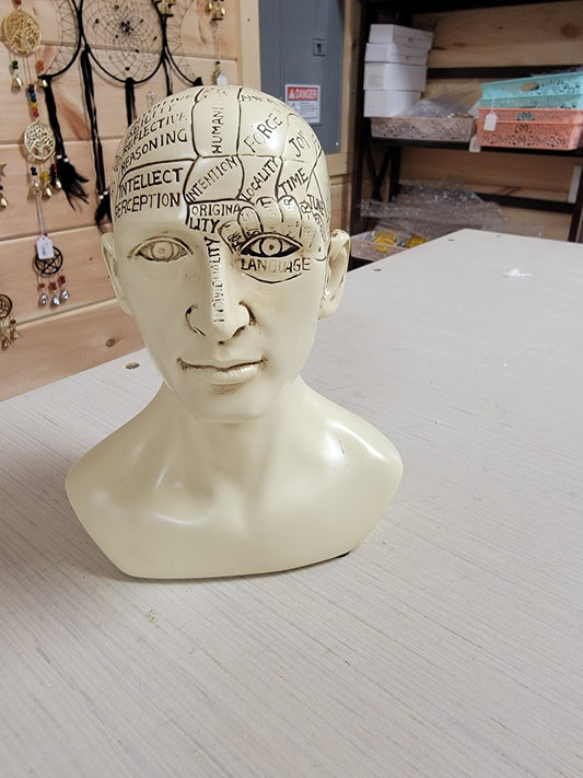 Medium Phrenology Head